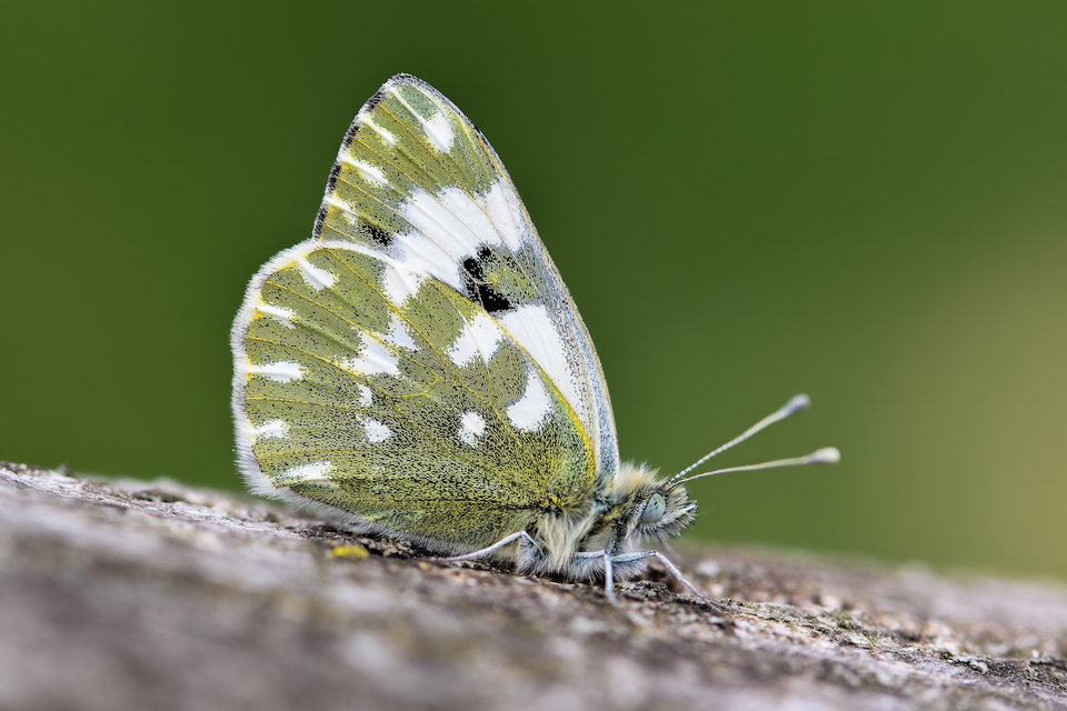 Pontia edusa - rezedalepke