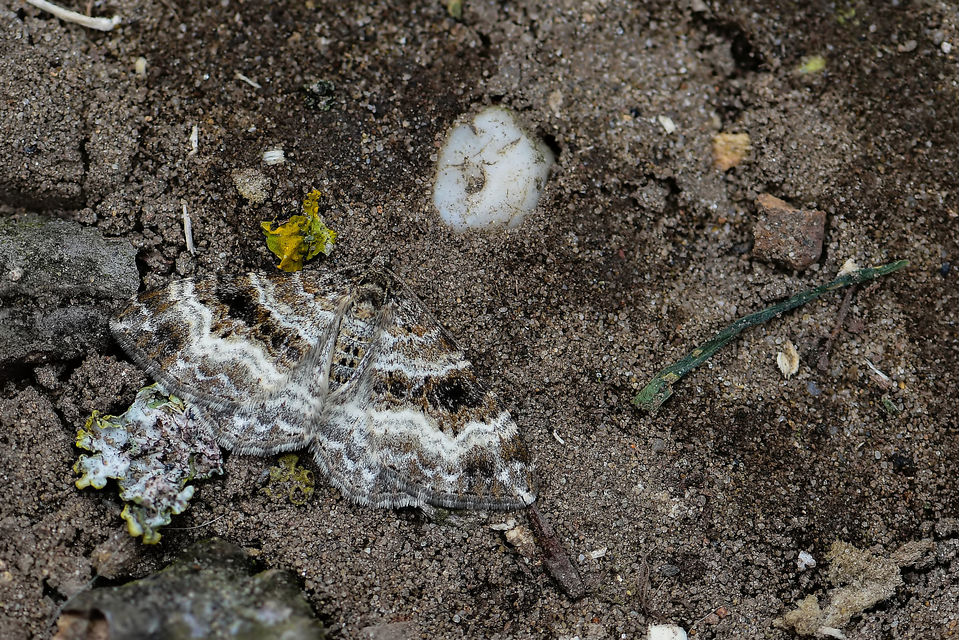 Epirrhoe alternata - galaj-tarkaaraszoló