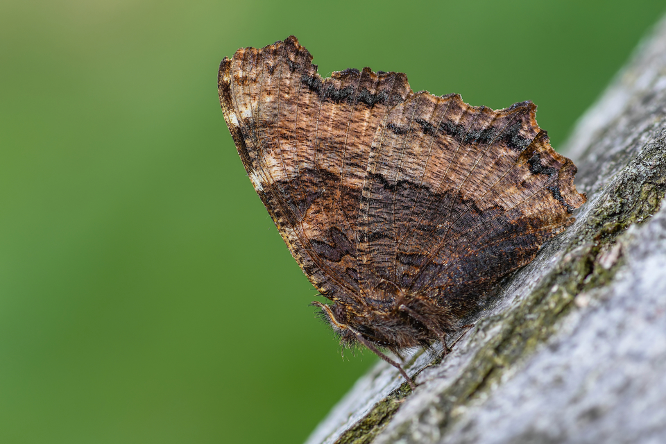 Nymphalis polychloros - nagy rókalepke