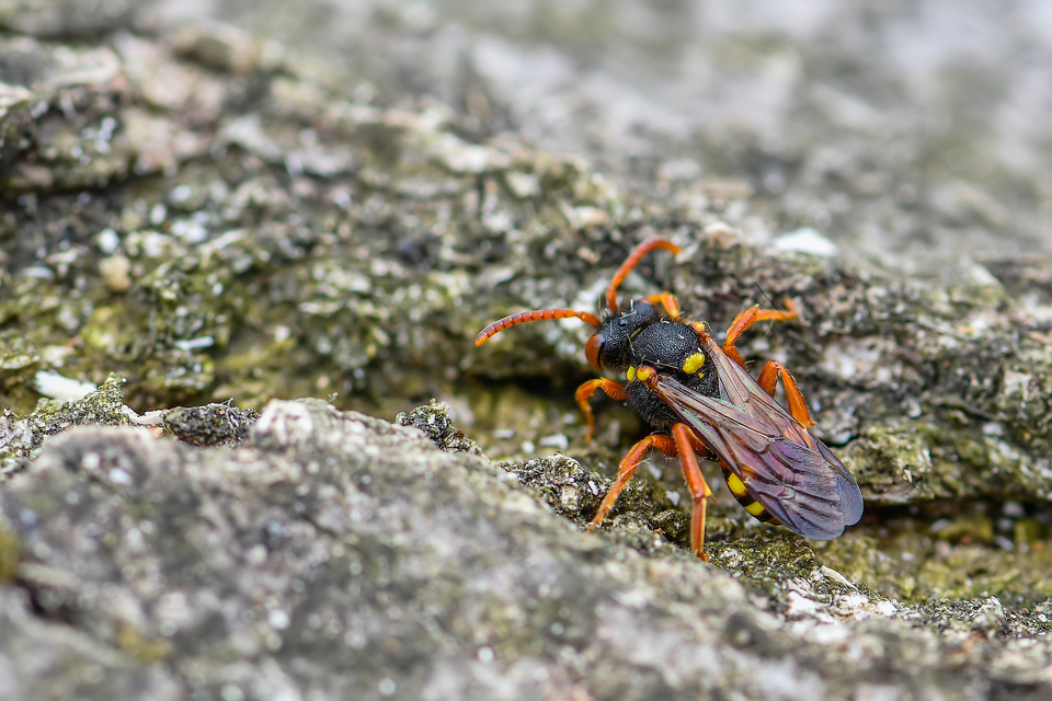 Nomada