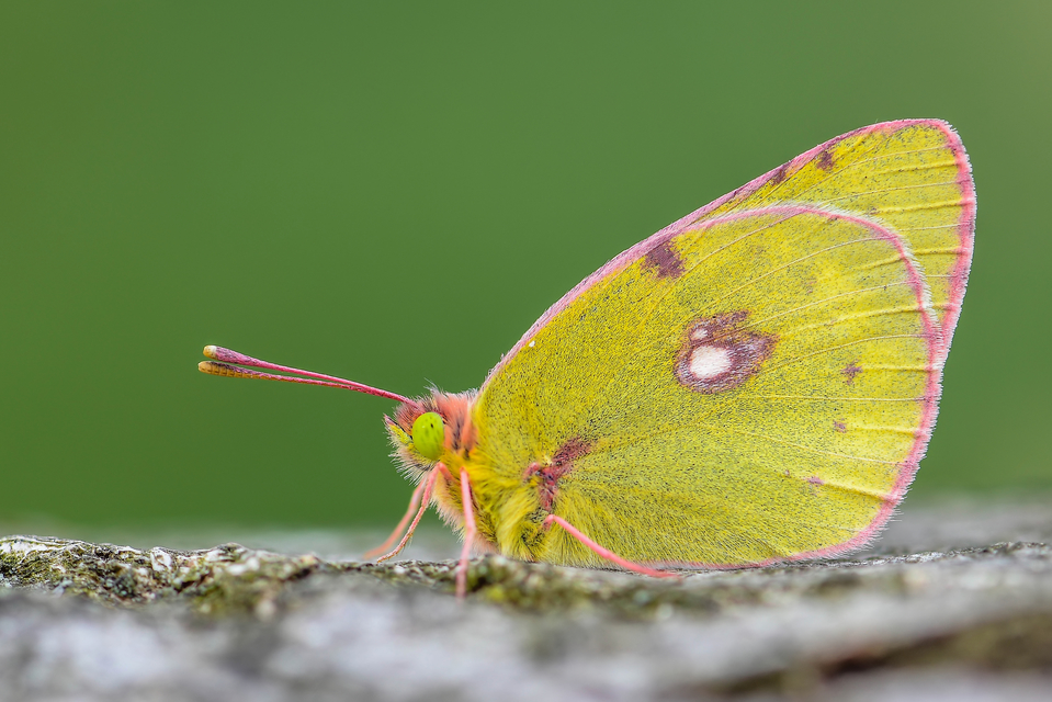 Colias hyale - kéneslepke