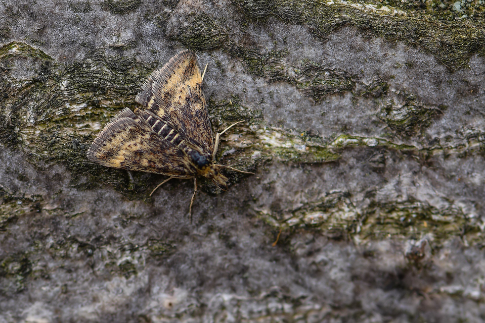 Pyrausta despicata - réti bíbormoly