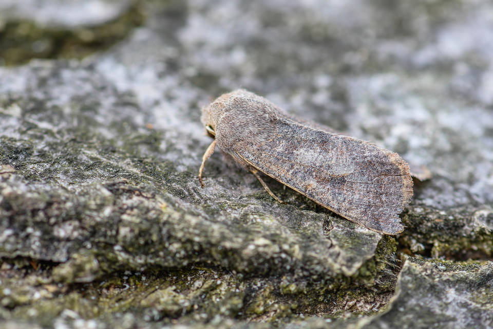 Orthosia incerta - változékony barkabagoly