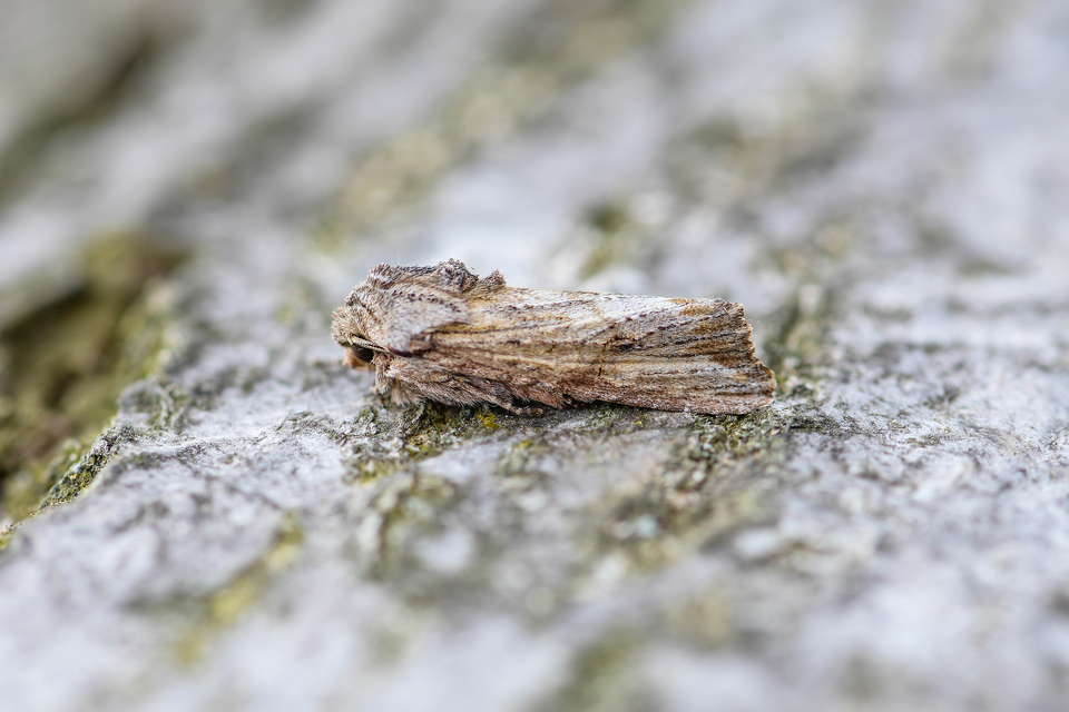 Egira conspicillaris - változékony szürkebagoly