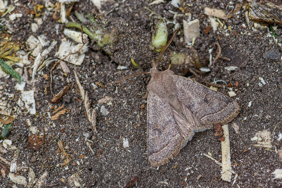 Orthosia cerasi - közepes barkabagoly