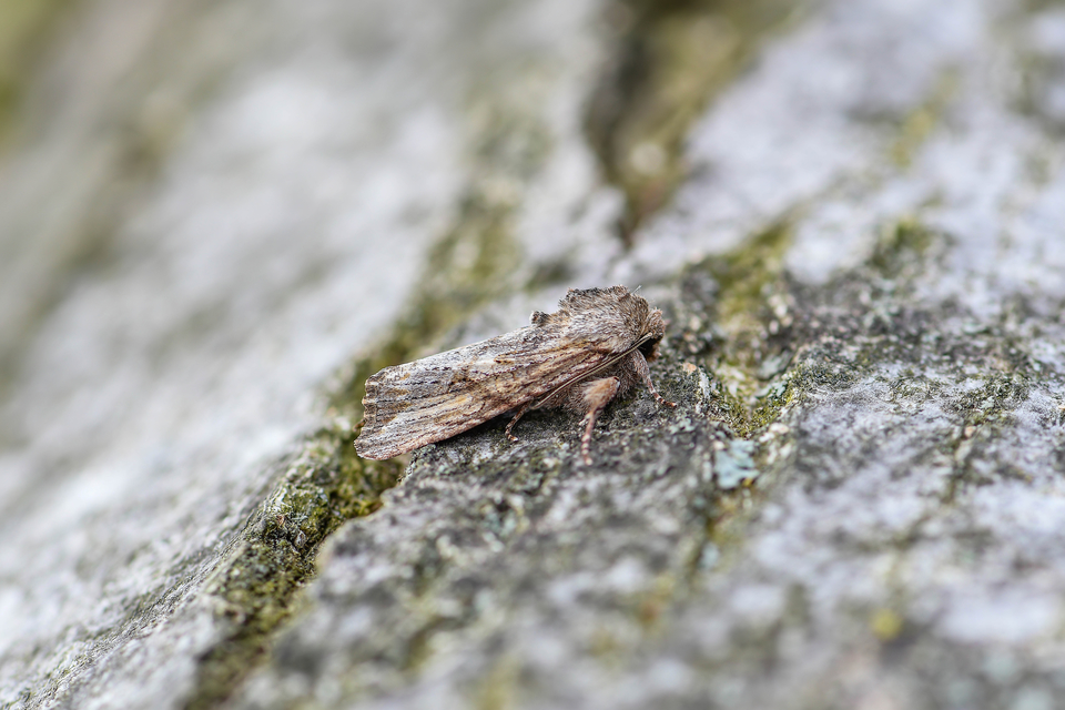 Egira conspicillaris - változékony szürkebagoly