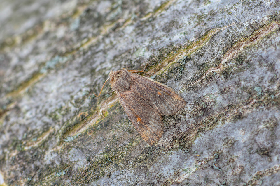 Eupsilia transversa - holdacskás télibagoly