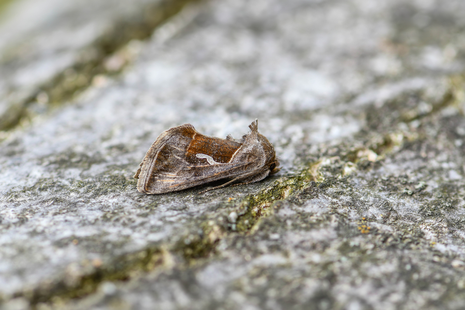 Macdunnoughia confusa - cseppfoltos ezüstbagoly
