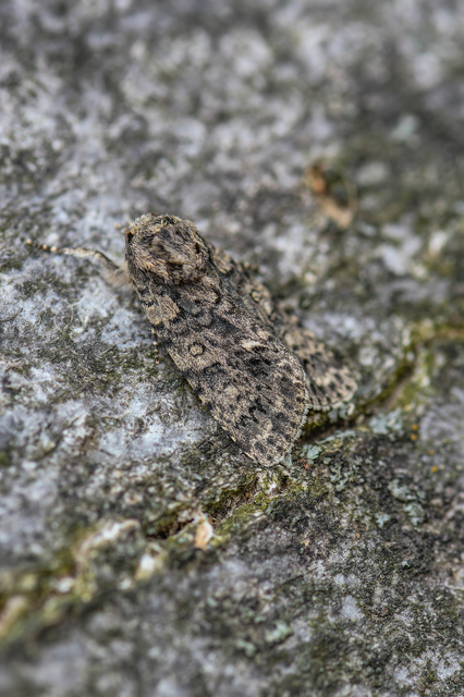 Acronicta rumicis - sóska-szigonyosbagoly