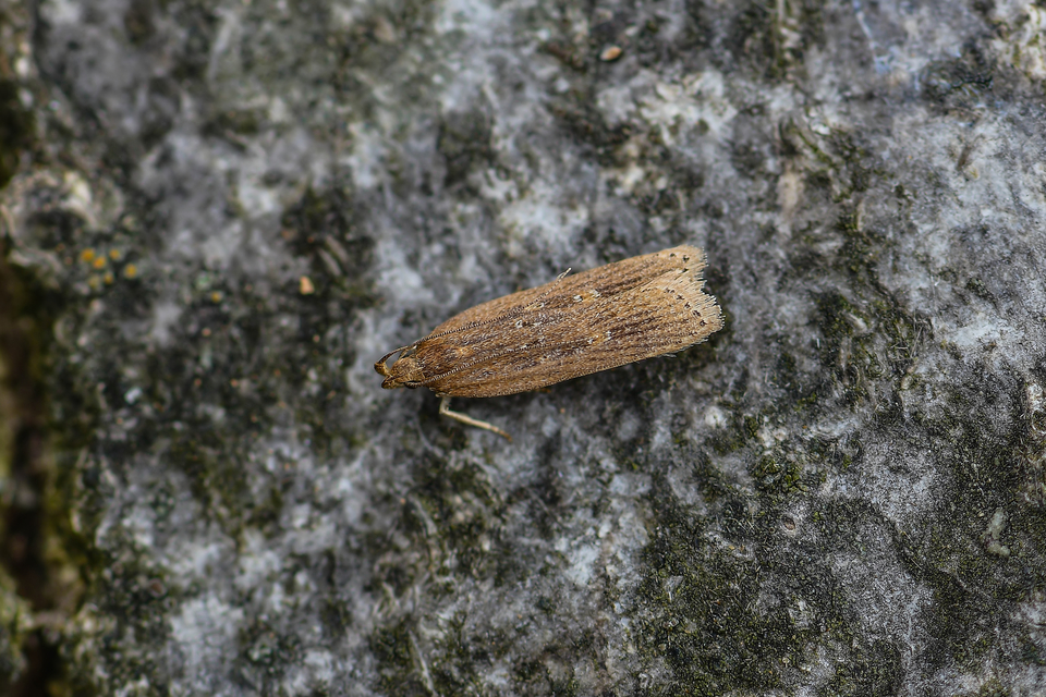 Helcystogramma triannulella - szuláksodró lápimoly