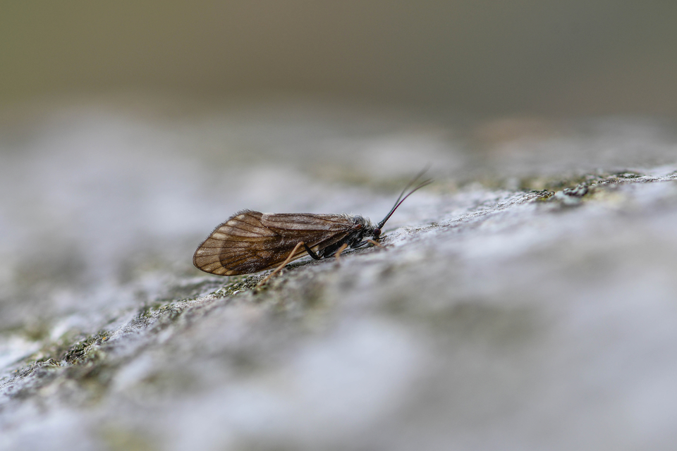 Trichoptera - Tegzesek