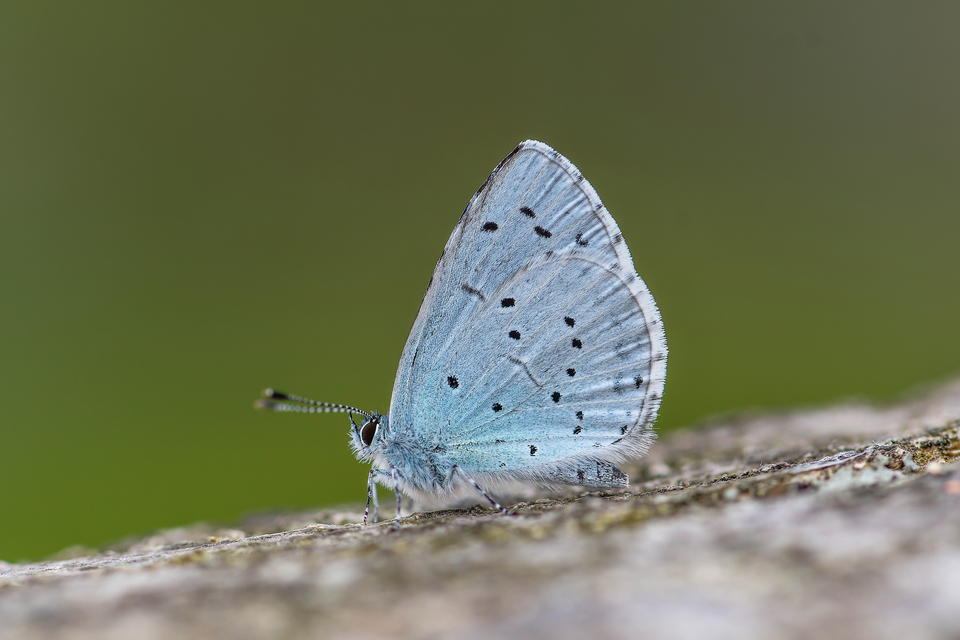 Celastrina argiolus - bengeboglárka