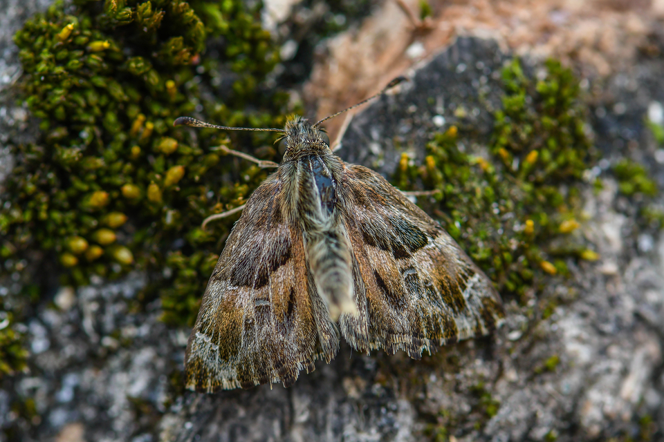 Carcharodus alceae - mályva-busalepke