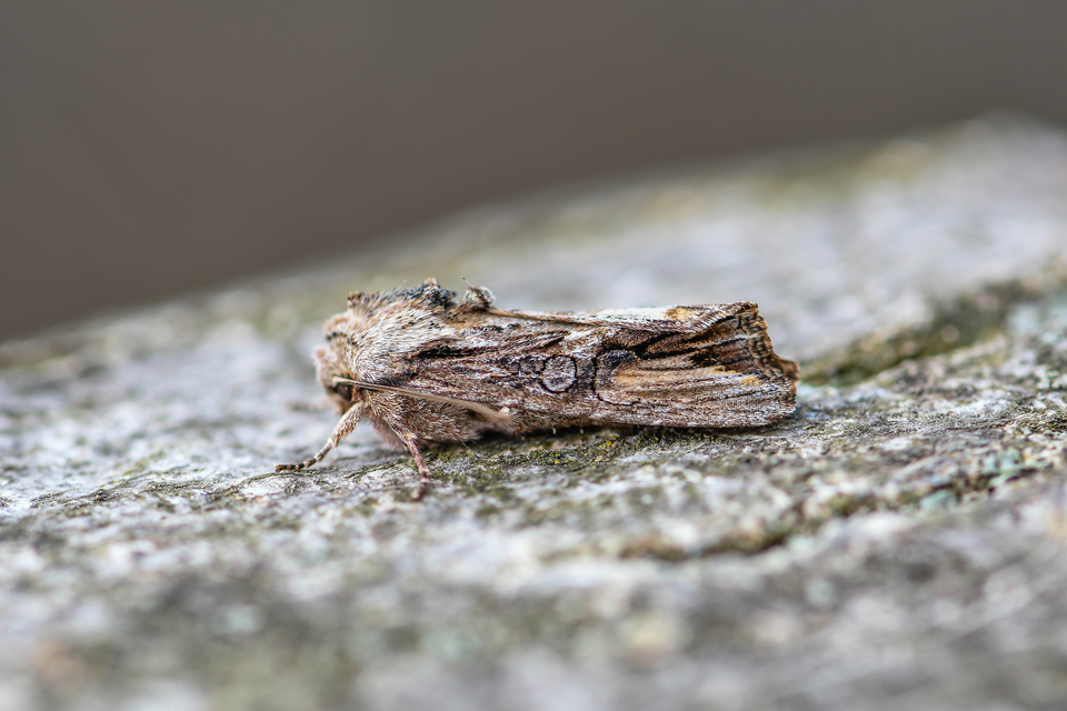Egira conspicillaris - változékony szürkebagoly