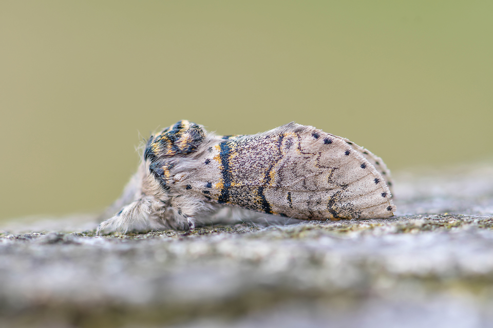 Furcula furcula - szürke púposszövő