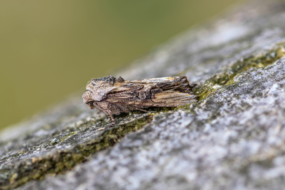 Egira conspicillaris - változékony szürkebagoly