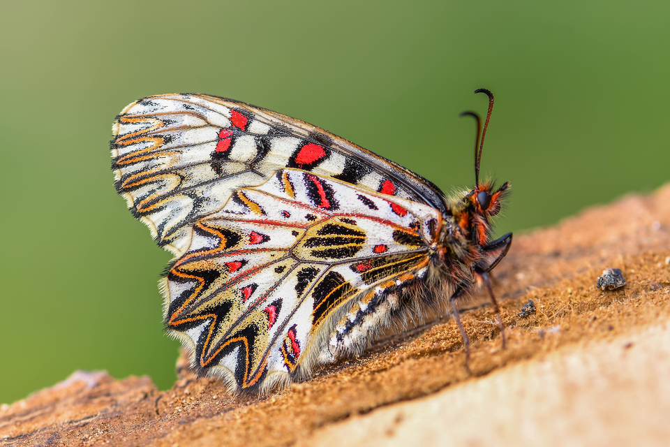 Zerynthia polyxena - farkasalmalepke