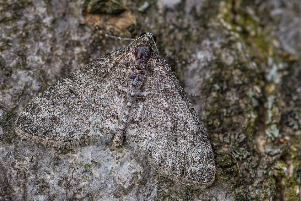 Lobophora halterata - szárnyfüggelékes araszoló