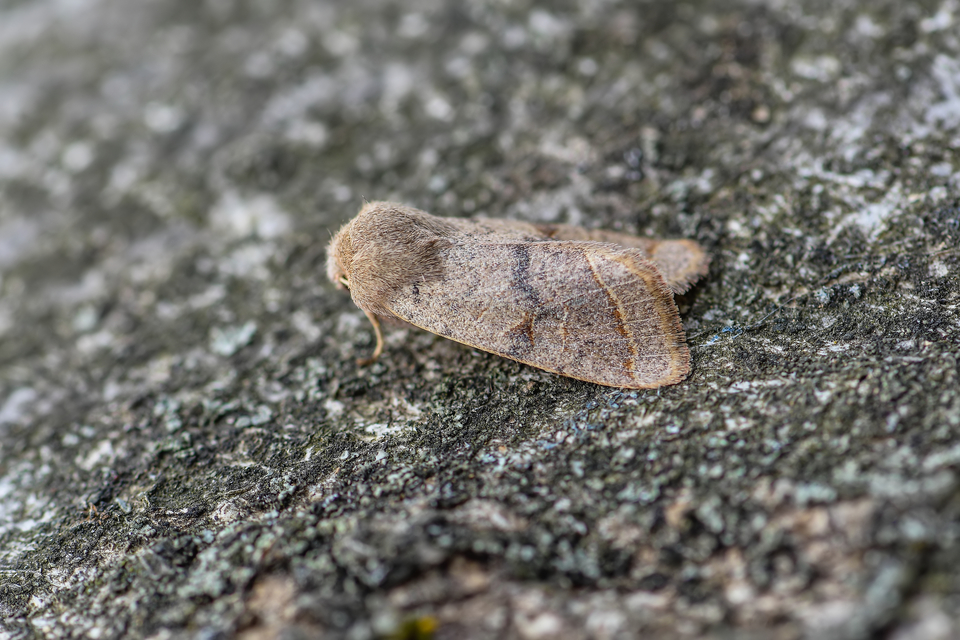 Orthosia cerasi - közepes barkabagoly