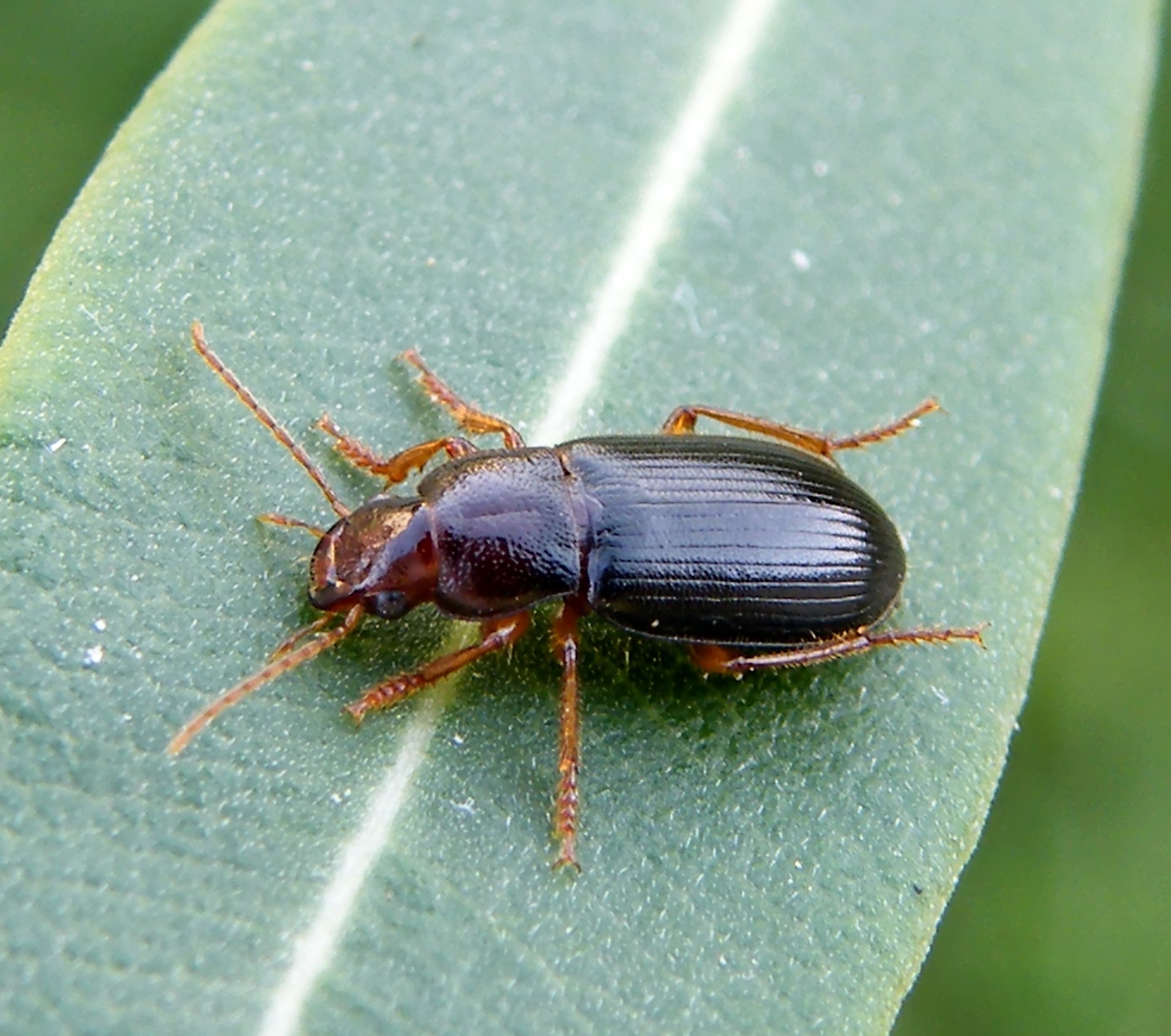 Ophonus melletii - parlagi bársonyfutó