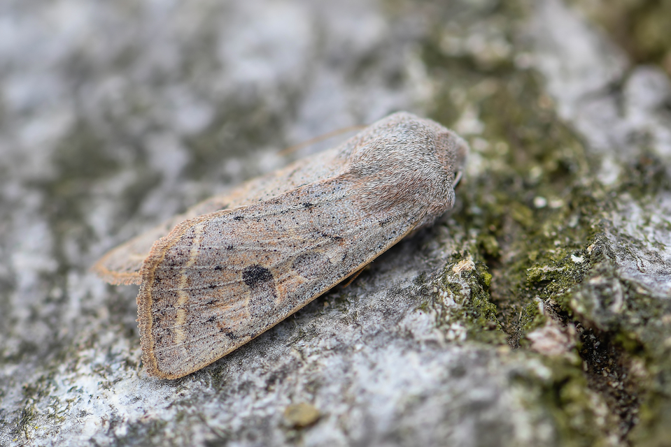 Orthosia gracilis - karcsú barkabagoly