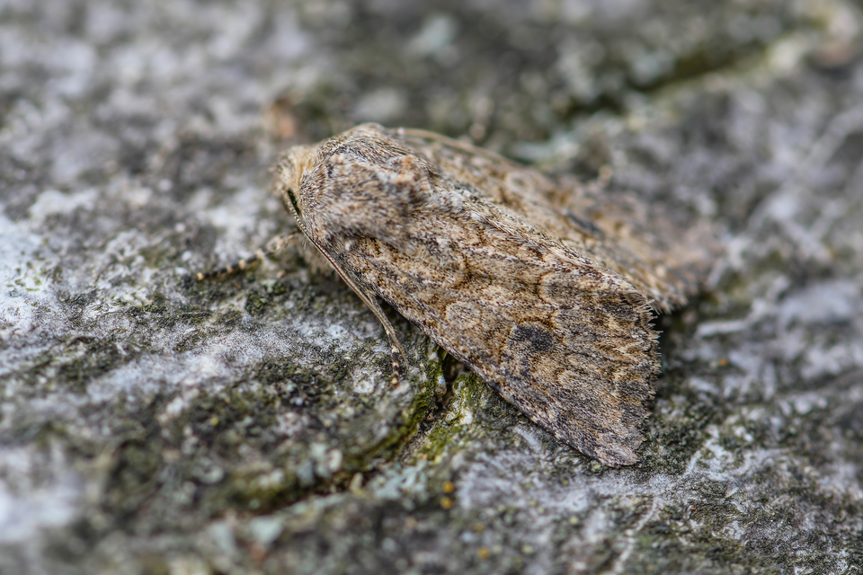 Hadula trifolii - lóherebagoly Hadula trifolii - lóherebagoly