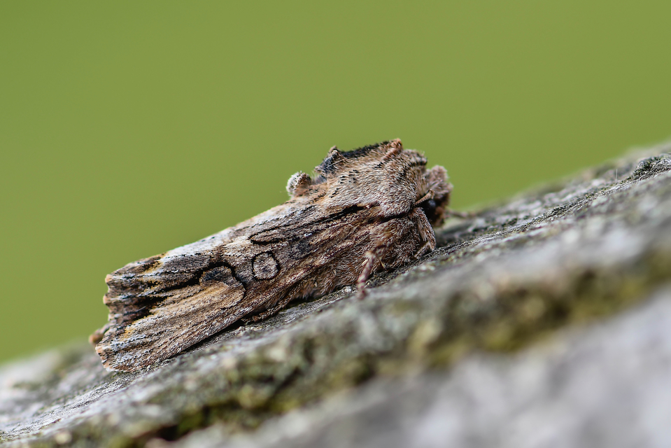 Egira conspicillaris - változékony szürkebagoly