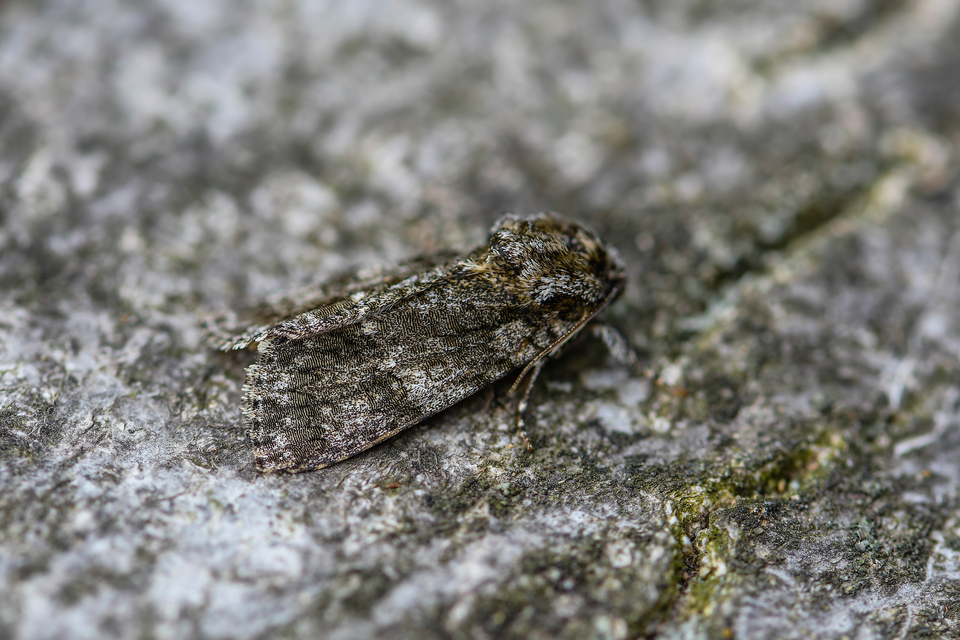 Acronicta rumicis - sóska-szigonyosbagoly