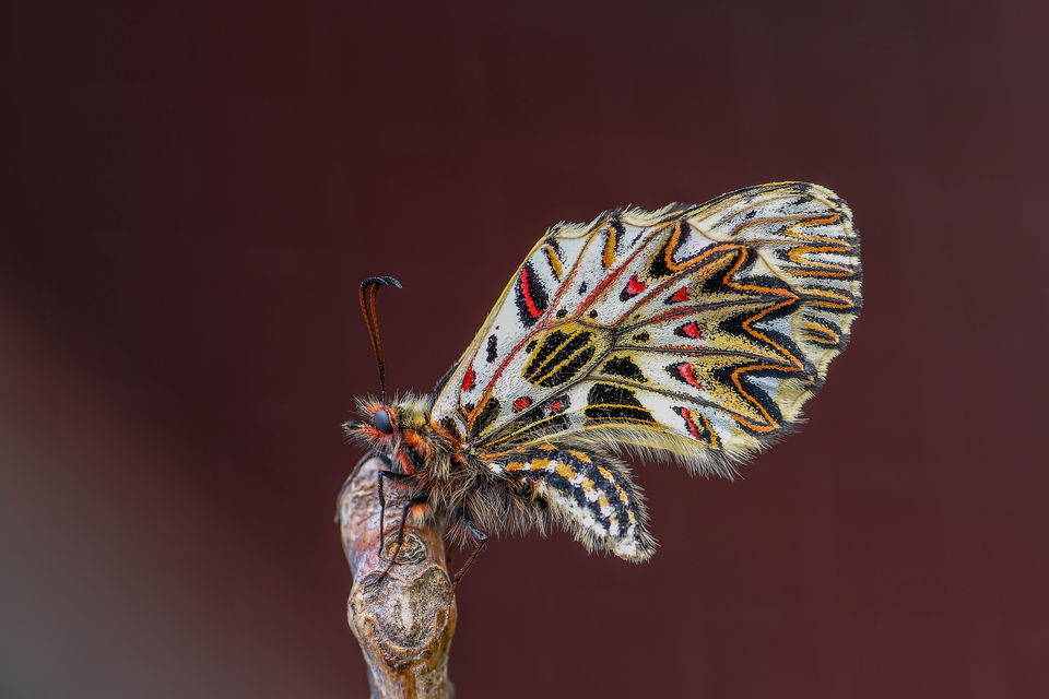 Zerynthia polyxena - farkasalmalepke