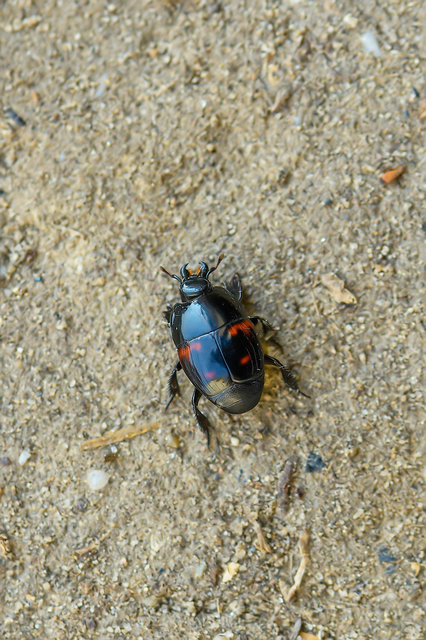 Hister quadrimaculatus - közönséges sutabogár