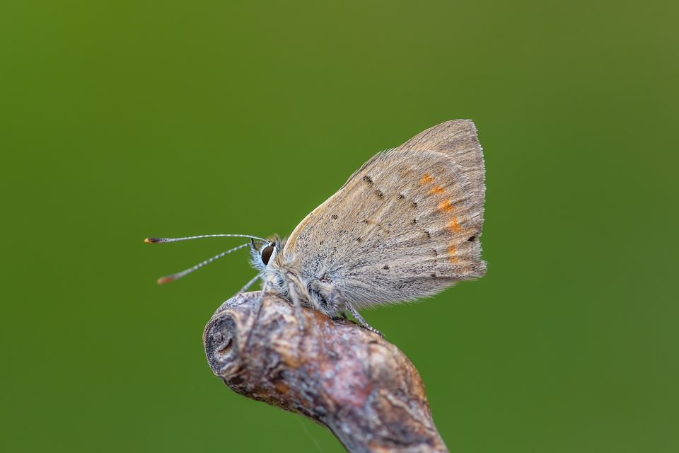 Lycaena phlaeas - közönséges tűzlepke