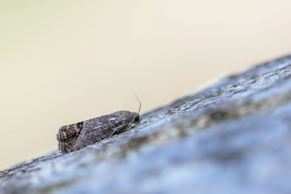 Cydia pomonella - almamoly