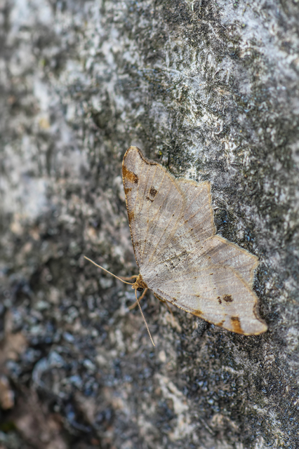 Macaria alternata - közönséges szürkearaszoló