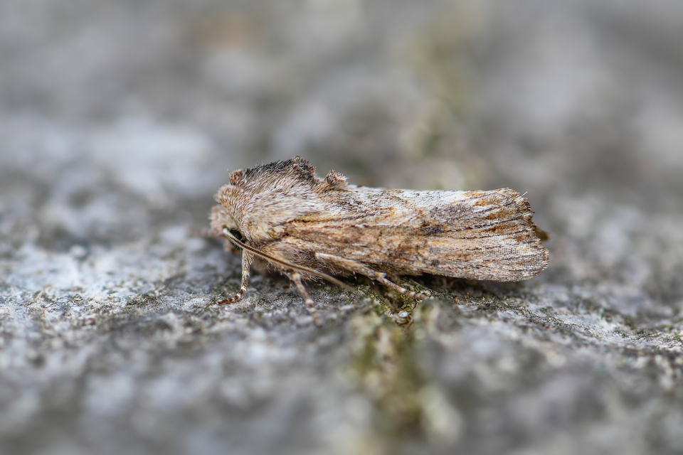 Egira conspicillaris - változékony szürkebagoly