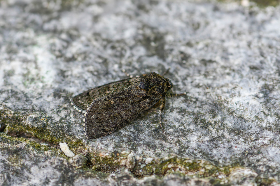 Craniophora ligustri - fagyalbagoly