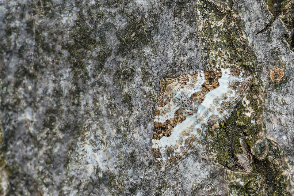 Epirrhoe alternata - galaj-tarkaaraszoló
