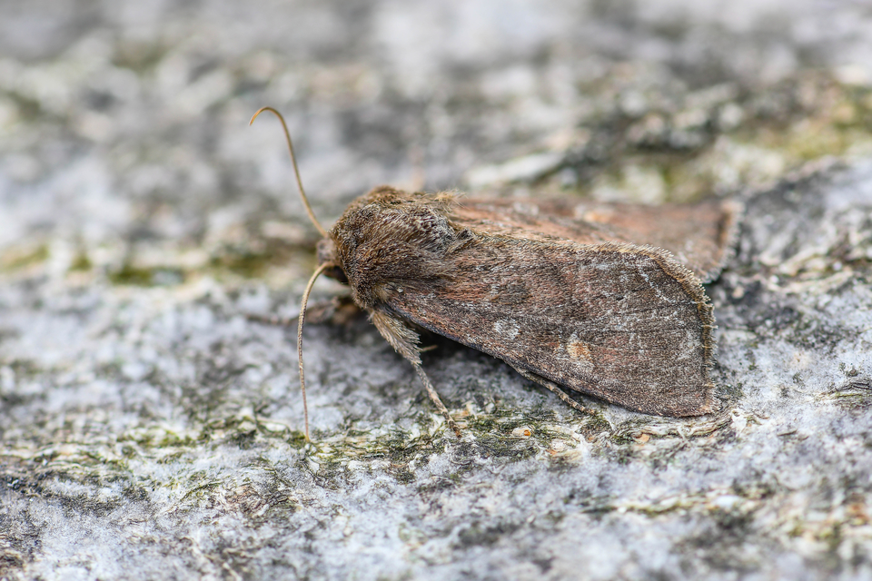 Lacanobia oleracea - saláta-kertibagoly
