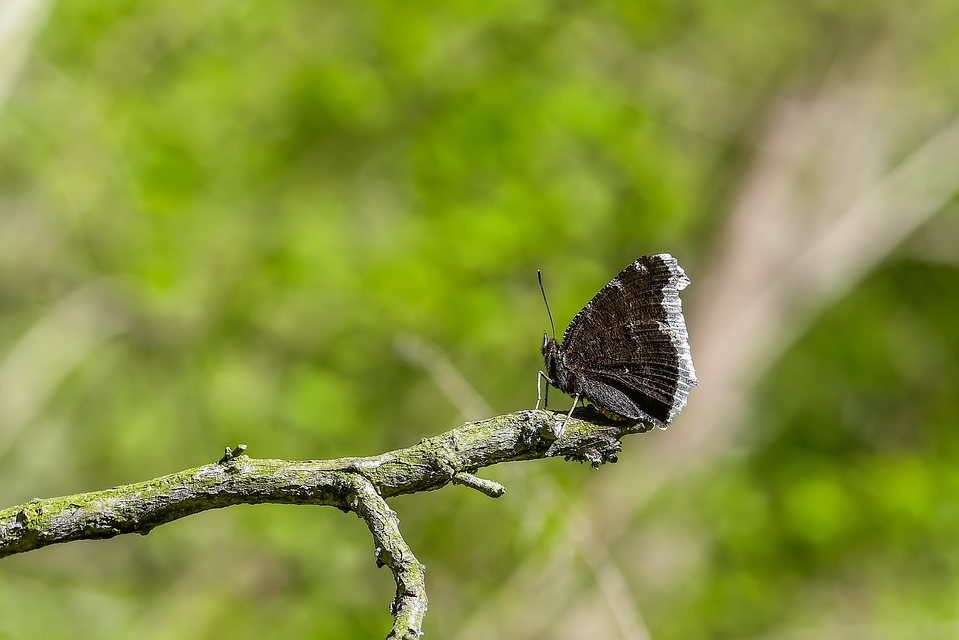 Nymphalis antiopa - gyászlepke