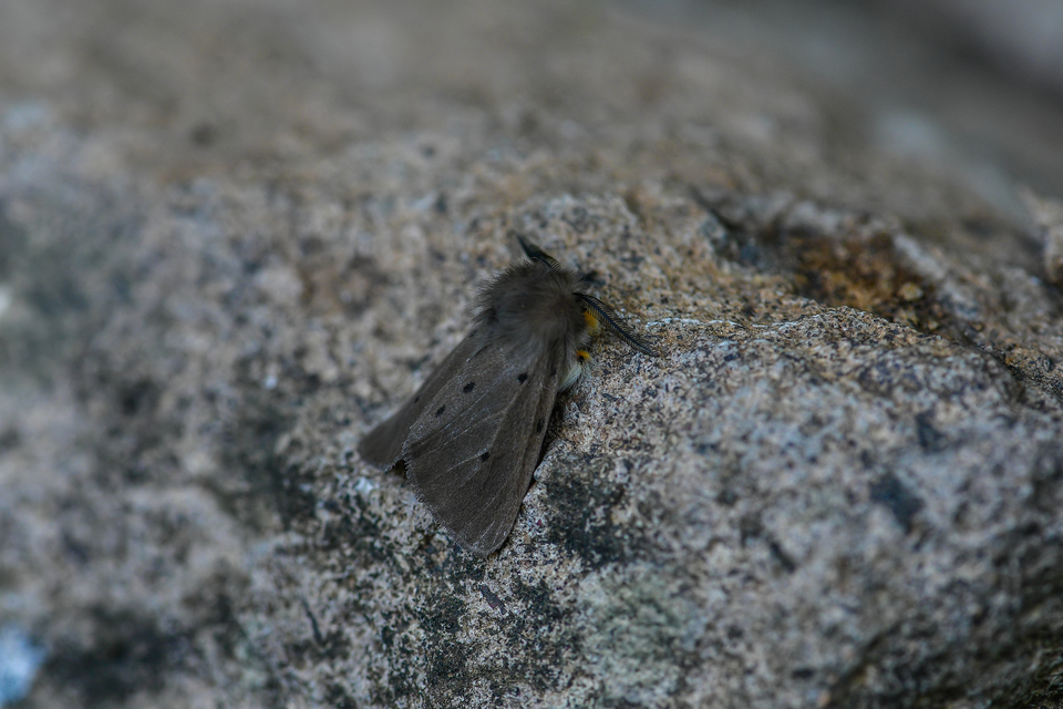 Diaphora mendica - felemás medvelepke