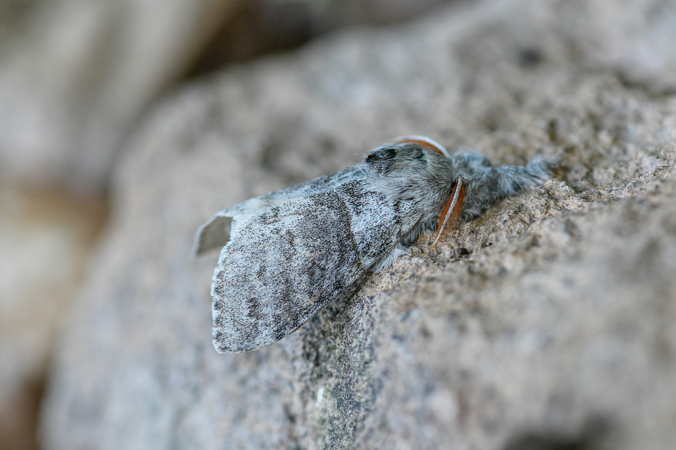 Calliteara pudibunda - hamvasszövő