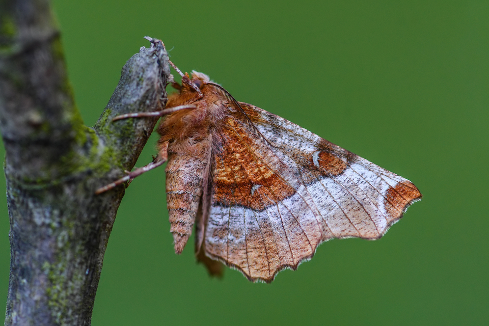 Selenia lunularia - egyfoltos holdasaraszoló