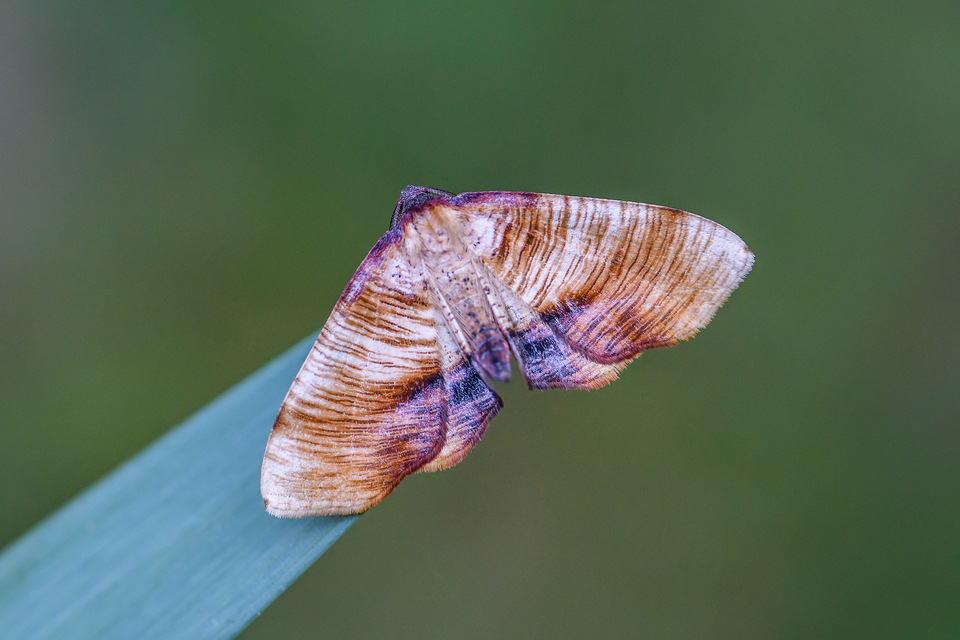Plagodis dolabraria - baltaszárnyú araszoló