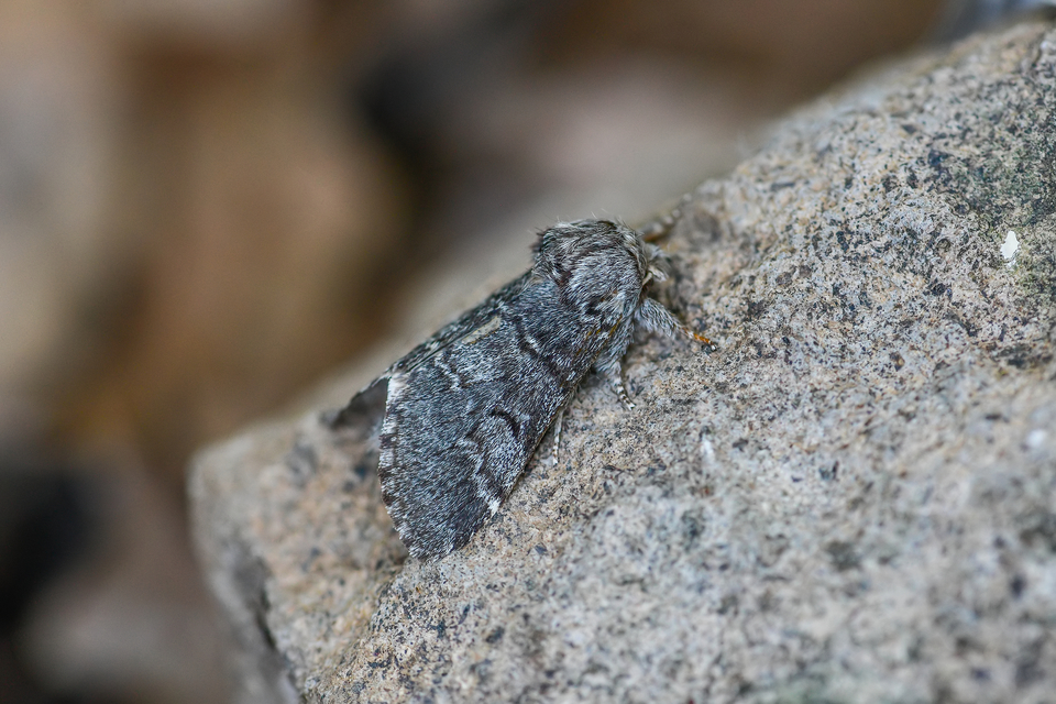 Drymonia ruficornis - cserfa-púposszövő