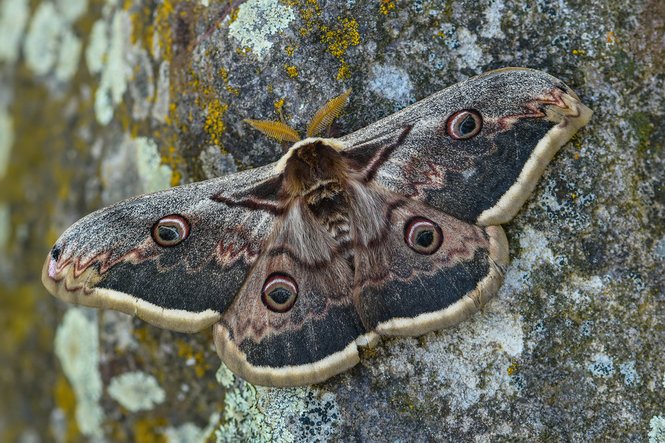 Saturnia pyri - nagy pávaszem