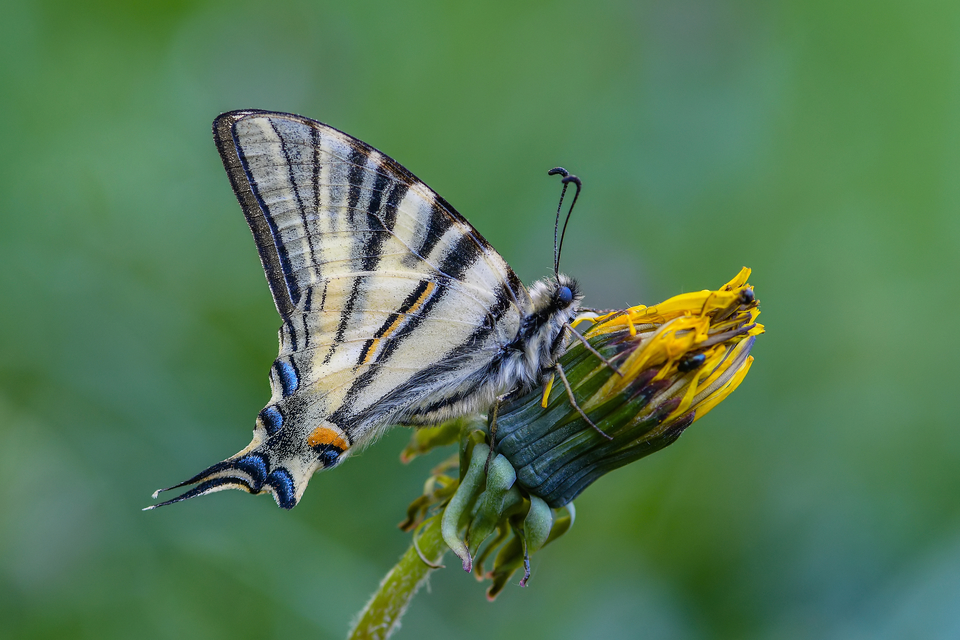 Iphiclides podalirius - kardoslepke