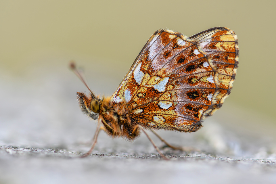 Boloria dia - kis gyöngyházlepke
