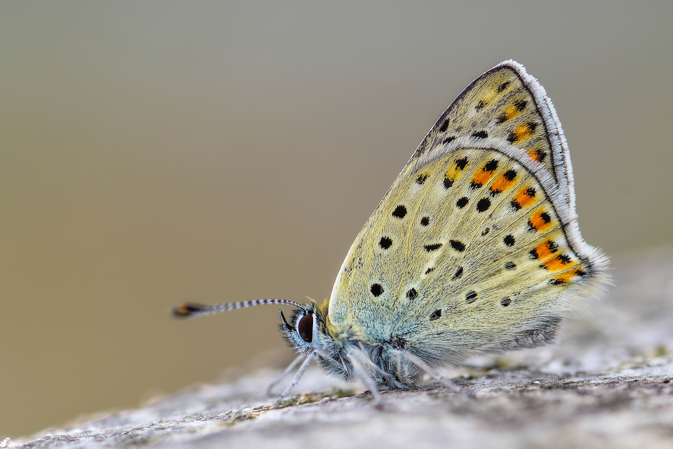 Lycaena tityrus - barna tűzlepke