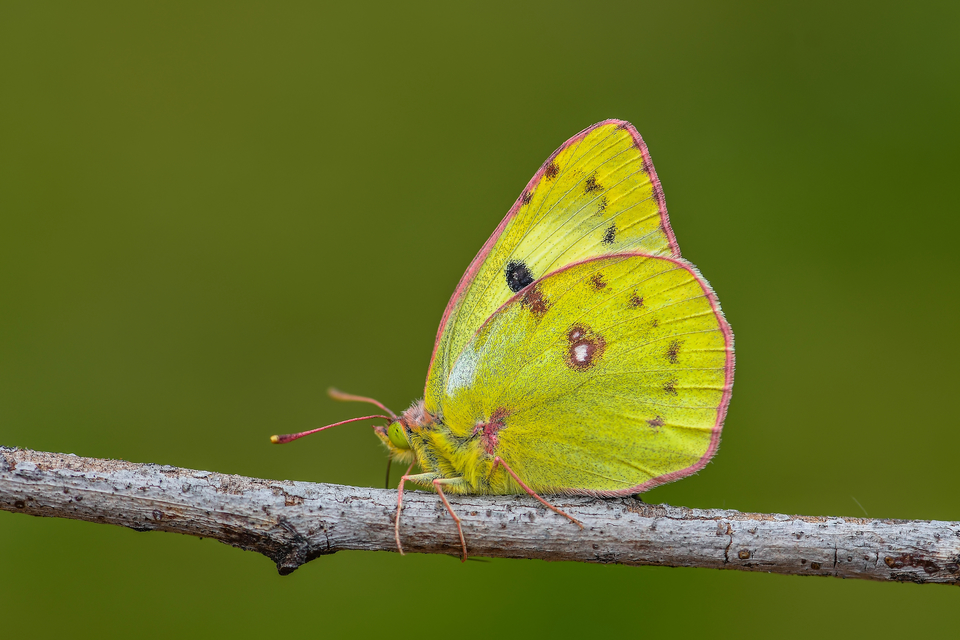 Colias