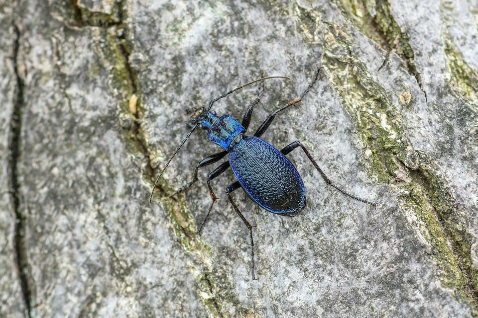 Carabus intricatus - kék laposfutrinka