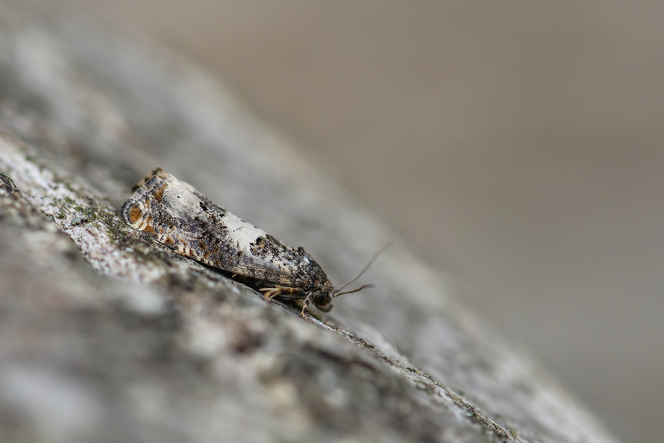 Epiblema scutulana - réti tükrösmoly
